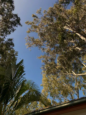 Aussie Trees